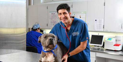 Bringing Home Happiness: Top Online Pet Shops for All Your Pet Needs