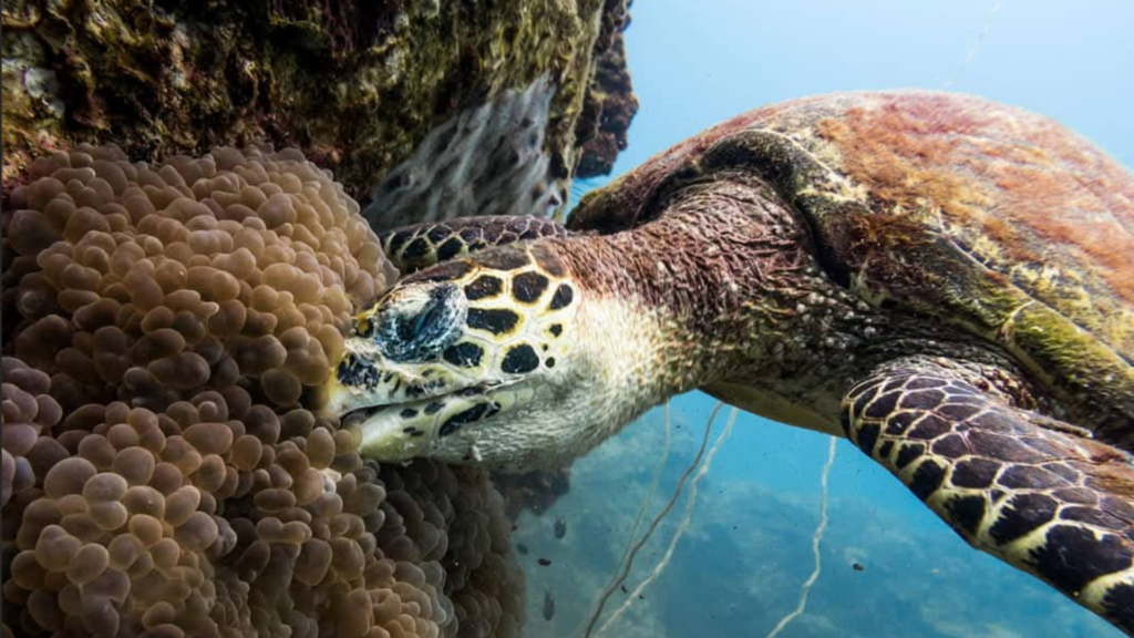 Marine life at Sail Rock in Koh Tao